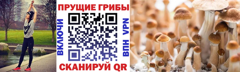 Псилоцибиновые грибы мицелий  где можно купить   Ржев 